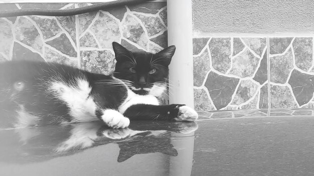 Portrait of cat sitting on floor