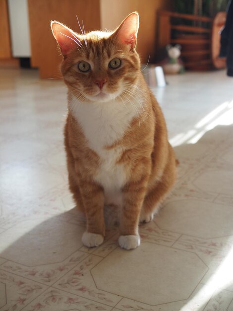 Portrait of cat sitting on floor