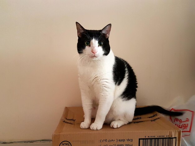 Photo portrait of cat sitting on floor