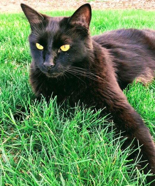 Portrait of cat sitting on grass