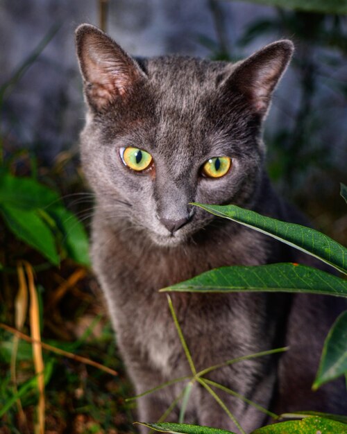 Foto ritratto di un gatto seduto sull'erba