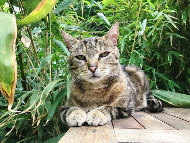 Foto ritratto di un gatto seduto sull'erba