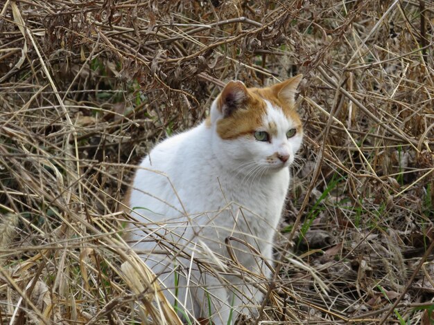 Portrait of cat sitting on grass