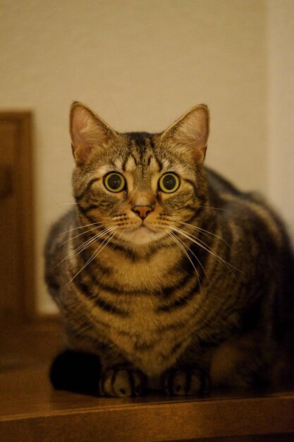 Photo portrait of cat sitting at home