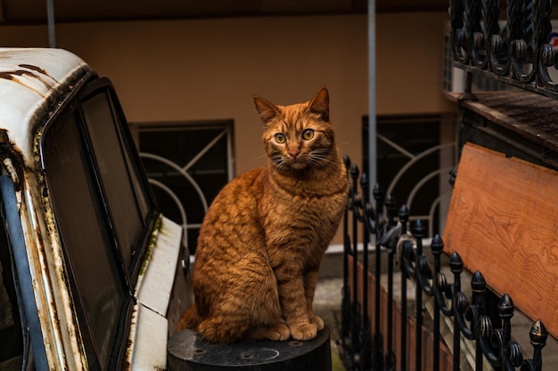 Foto ritratto di un gatto seduto a casa