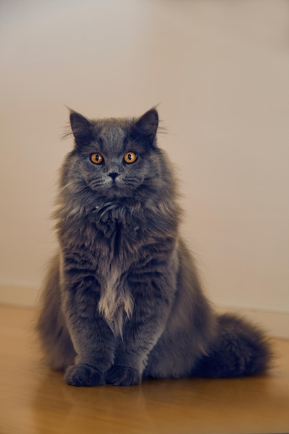 Портрет кошки, сидящей дома