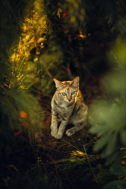 Foto ritratto di un gatto seduto a terra