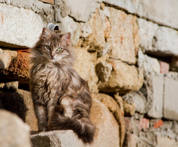 Foto ritratto di un gatto seduto su una vecchia parete