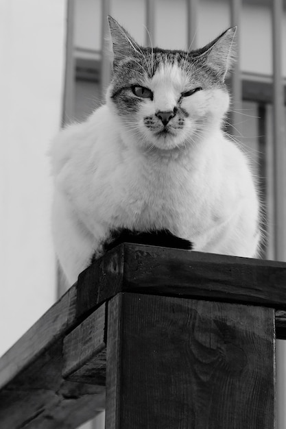 Photo portrait of cat sitting outdoor