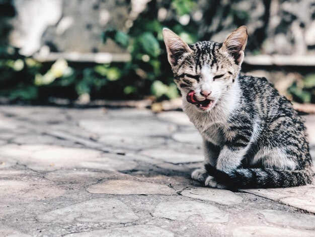 Photo portrait of cat sitting outdoors