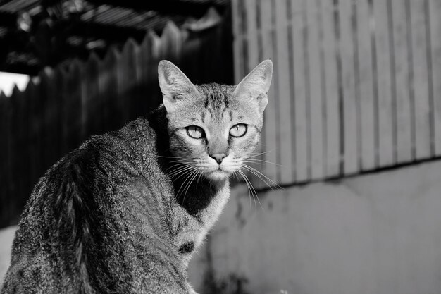 Портрет кошки, сидящей на открытом воздухе