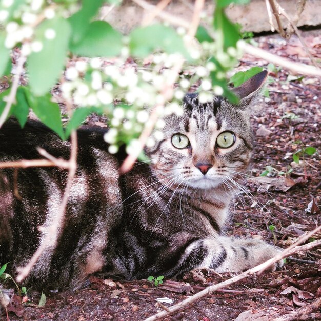 Foto ritratto di un gatto seduto all'aperto