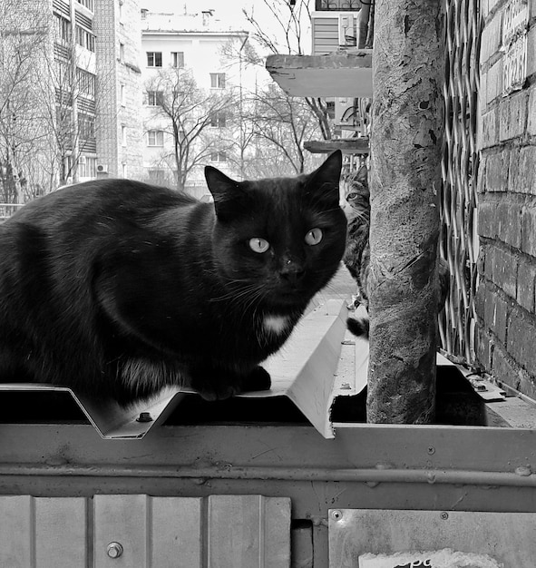 Photo portrait of cat sitting outdoors