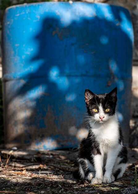 Portrait of cat sitting outdoors