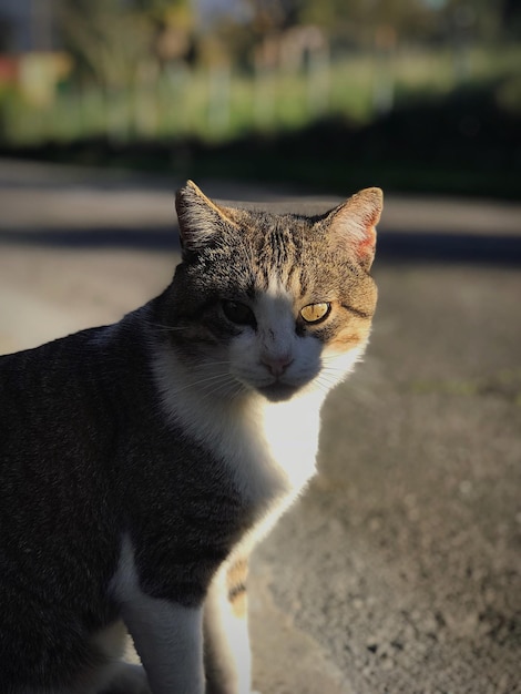 Photo portrait of cat sitting outdoors