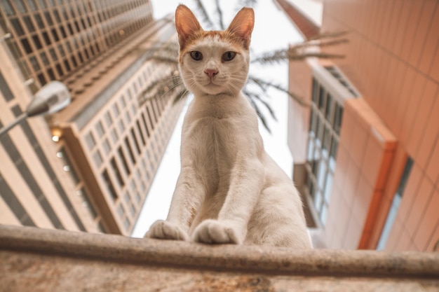 야외 에 앉아 있는 고양이 의 초상화