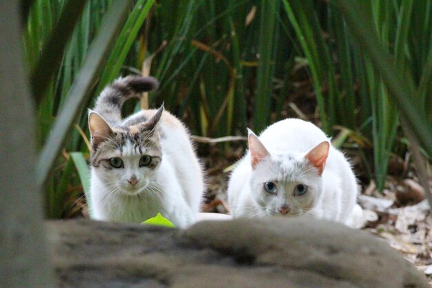 Photo portrait of cat sitting outdoors