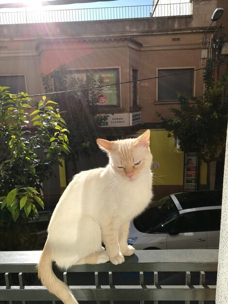 Portrait of cat sitting outdoors