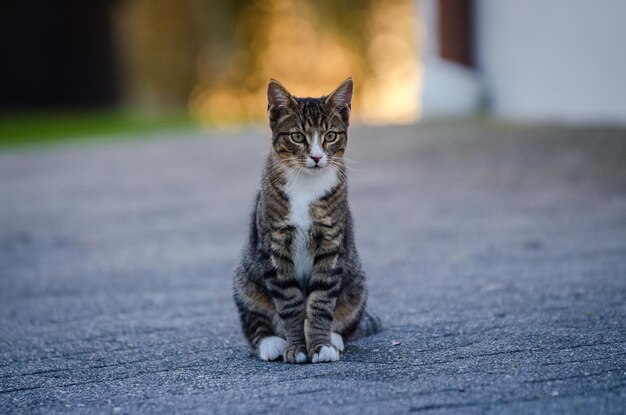 Photo portrait of cat sitting outdoors