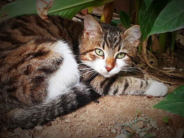 Foto ritratto di un gatto seduto all'aperto