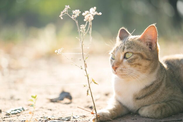 Photo portrait of cat sitting outdoors