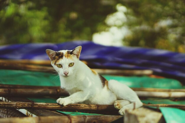 Foto ritratto di un gatto seduto all'aperto