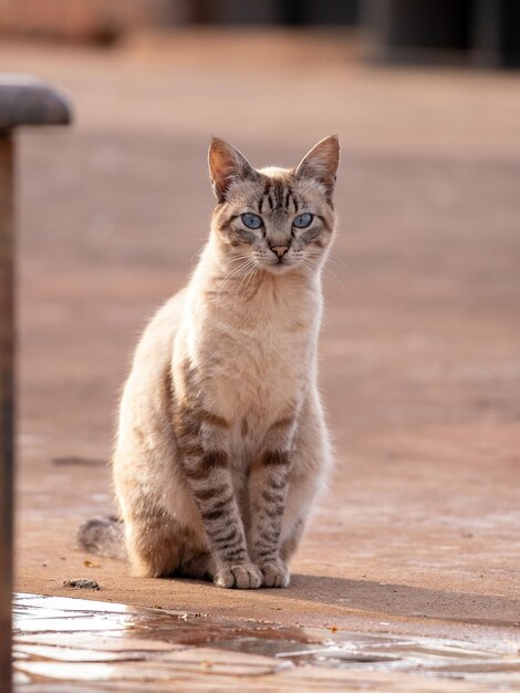 外に座っている猫の肖像画