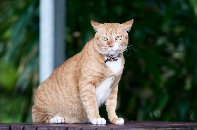 外に座っている猫の肖像画