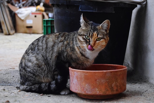 Foto ritratto di un gatto seduto all'aperto