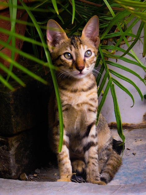 Foto ritratto di un gatto seduto all'aperto