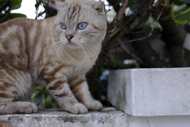 Photo portrait of cat sitting outdoors