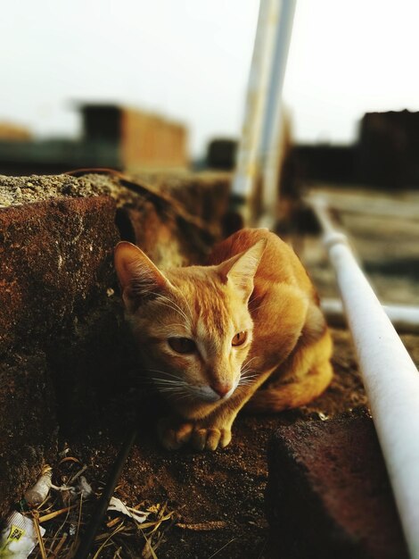 Portrait of cat sitting outdoors