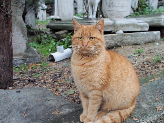 Foto ritratto di un gatto seduto all'aperto