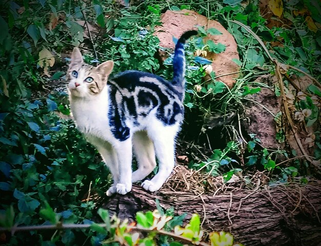 Portrait of cat sitting outdoors