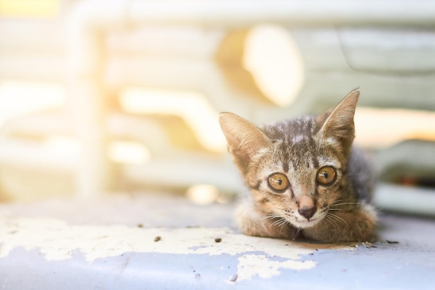 Photo portrait of cat sitting outdoors