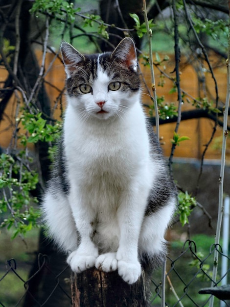 外に座っている猫の肖像画