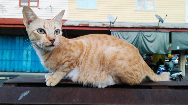 Portrait of cat sitting outdoors