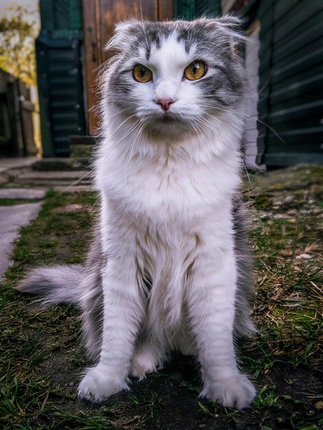 Портрет кошки, сидящей на открытом воздухе