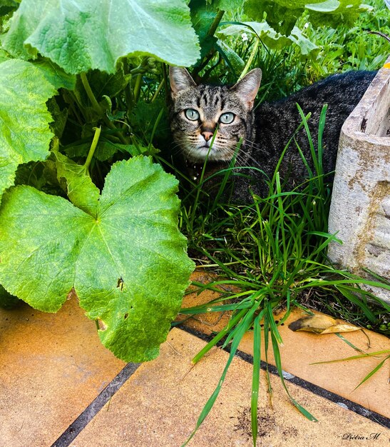 Foto ritratto di un gatto seduto su una pianta.