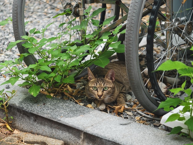 Foto ritratto di un gatto seduto su una pianta