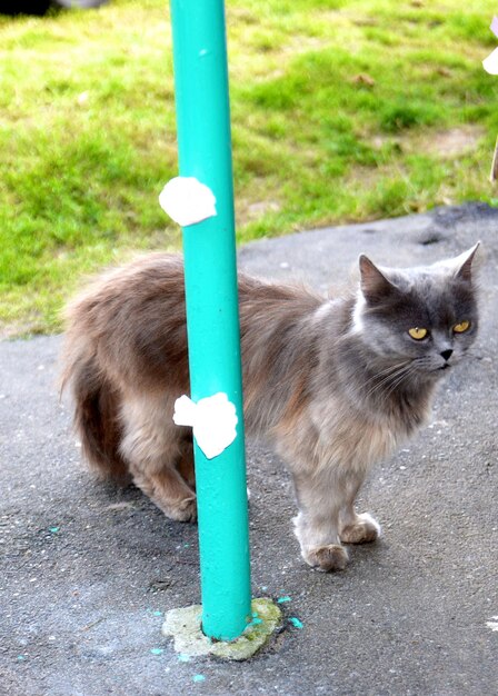 Portrait of cat sitting on pole