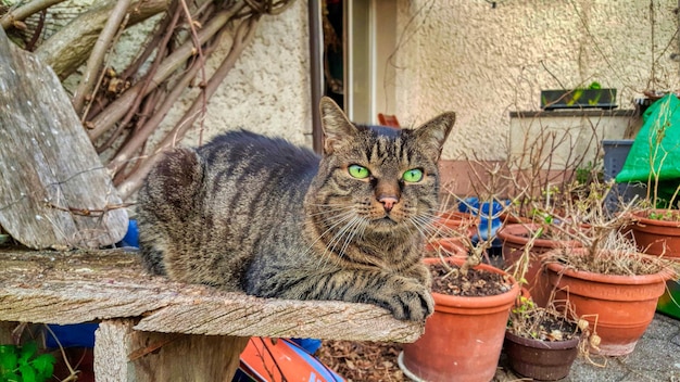 Foto ritratto di un gatto seduto su una pianta in vaso