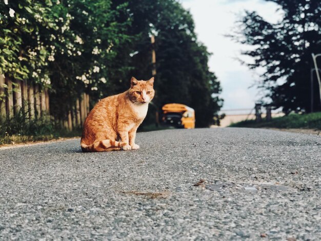 Foto ritratto di un gatto seduto sulla strada