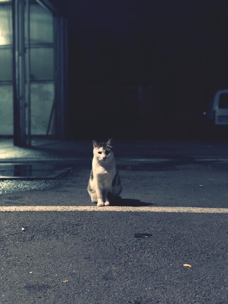 Foto ritratto di un gatto seduto sulla strada