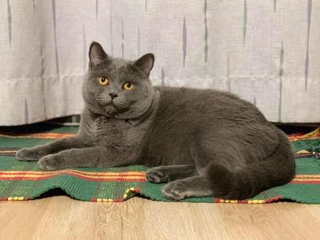 Photo portrait of cat sitting on sofa at home