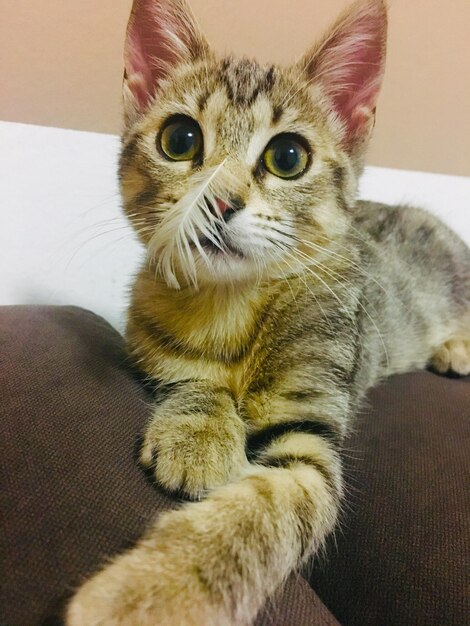 Portrait of cat sitting on sofa at home