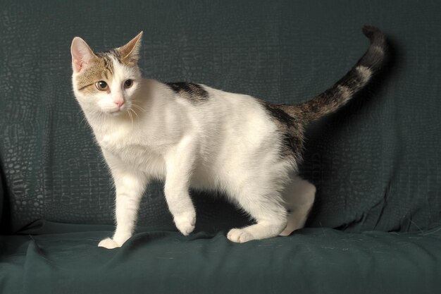 Photo portrait of cat sitting on sofa