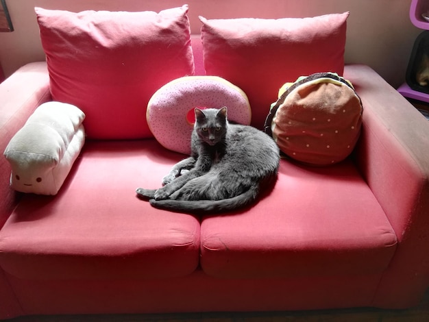 Photo portrait of cat sitting on sofa