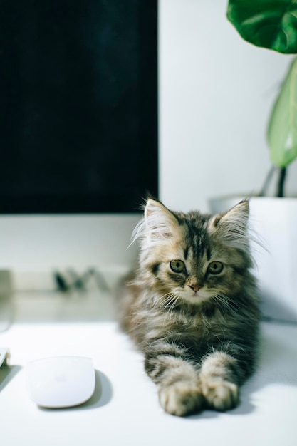 집 의 테이블 에 앉아 있는 고양이 의 초상화