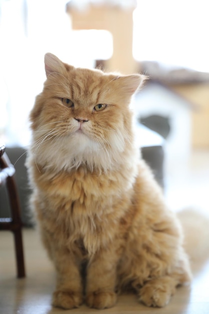 Foto ritratto di un gatto seduto su un tavolo a casa